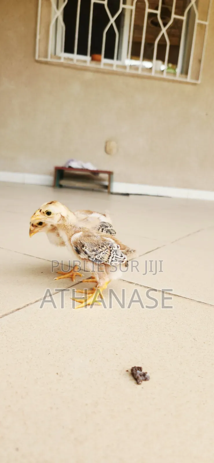Poussins Combattant Malais 2 À 3 Semaines