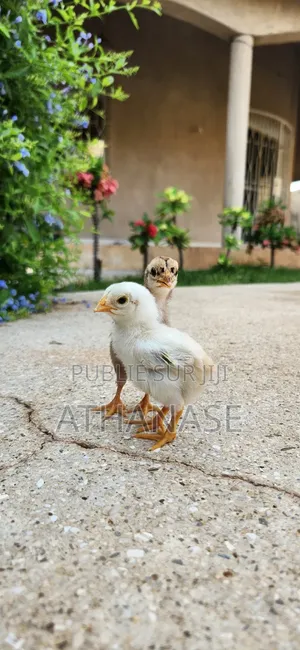 Poussins Combattant Malais 2 À 3 Semaines