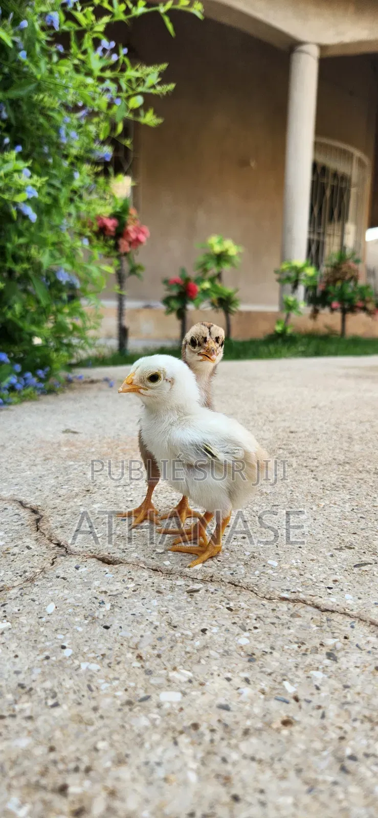 Poussins Combattant Malais 2 À 3 Semaines