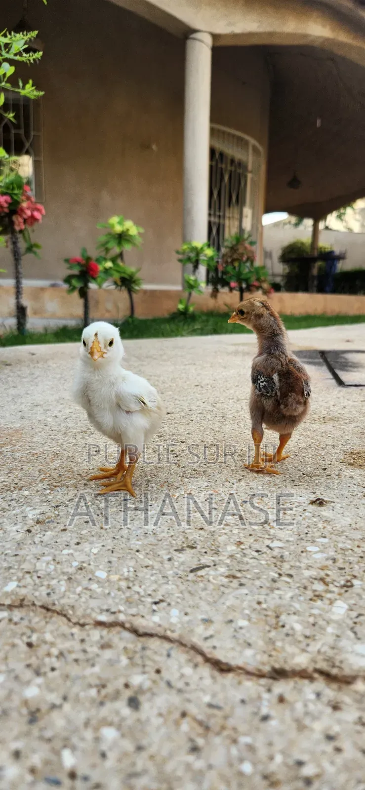 Poussins Combattant Malais 2 À 3 Semaines