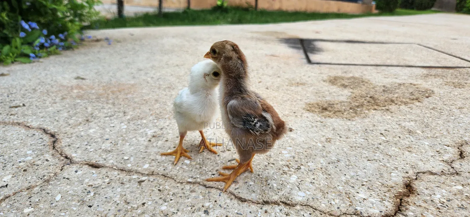 Poussins Combattant Malais 2 À 3 Semaines