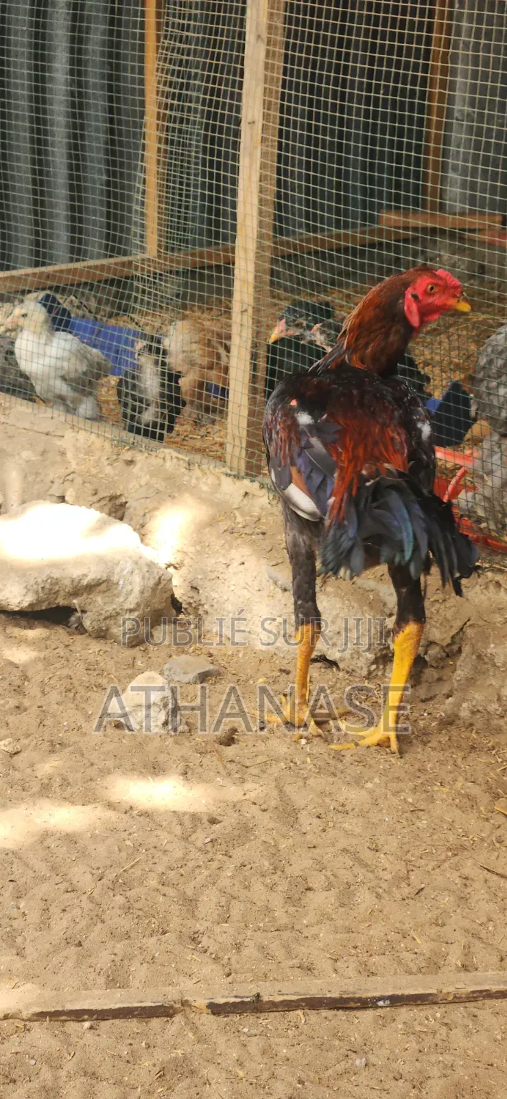 Poussins Combattant Malais 2 À 3 Semaines