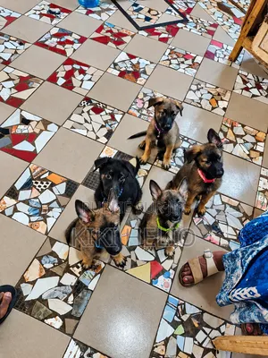 1-3 mois Homme Pure race German Shepherd