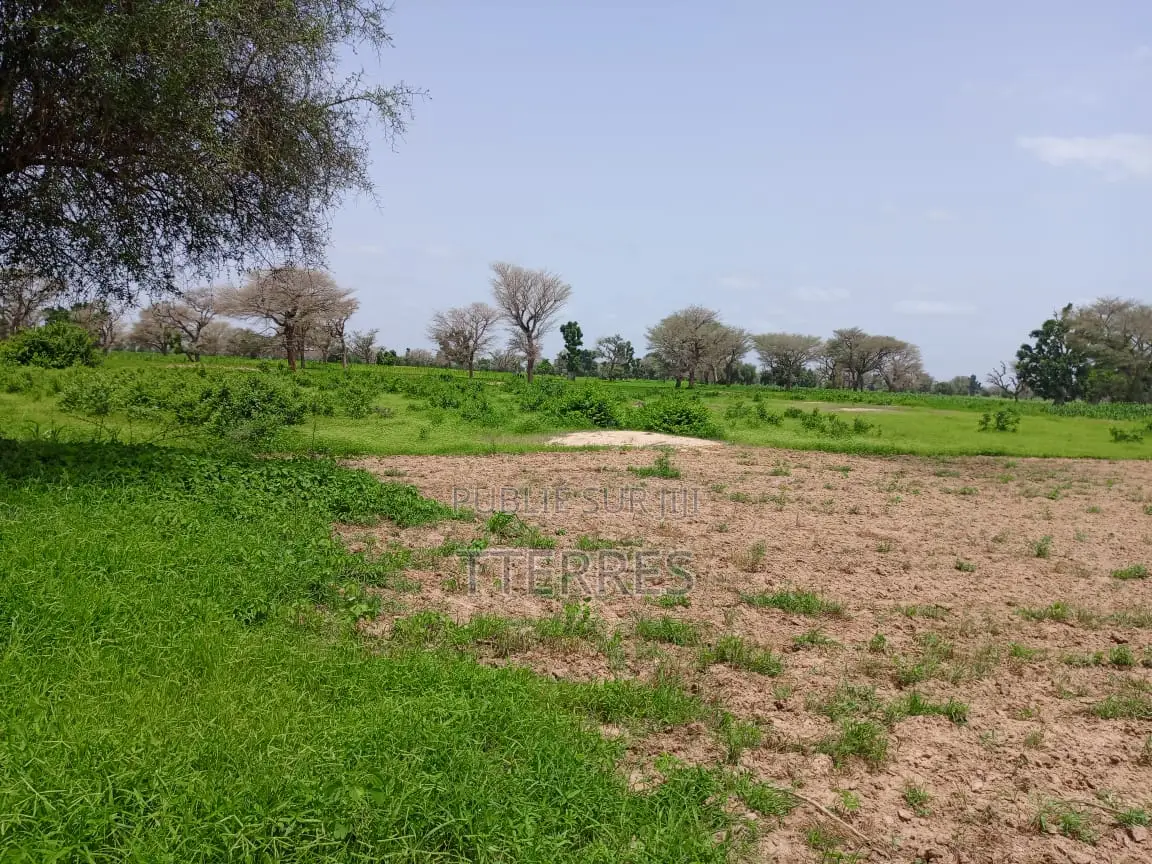 1,03 Hectare De Terre Agricole À 800 M De Tassette - Thiès