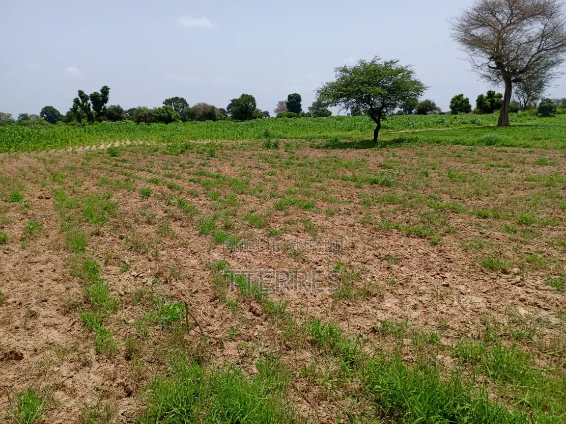 1,03 Hectare De Terre Agricole À 800 M De Tassette - Thiès