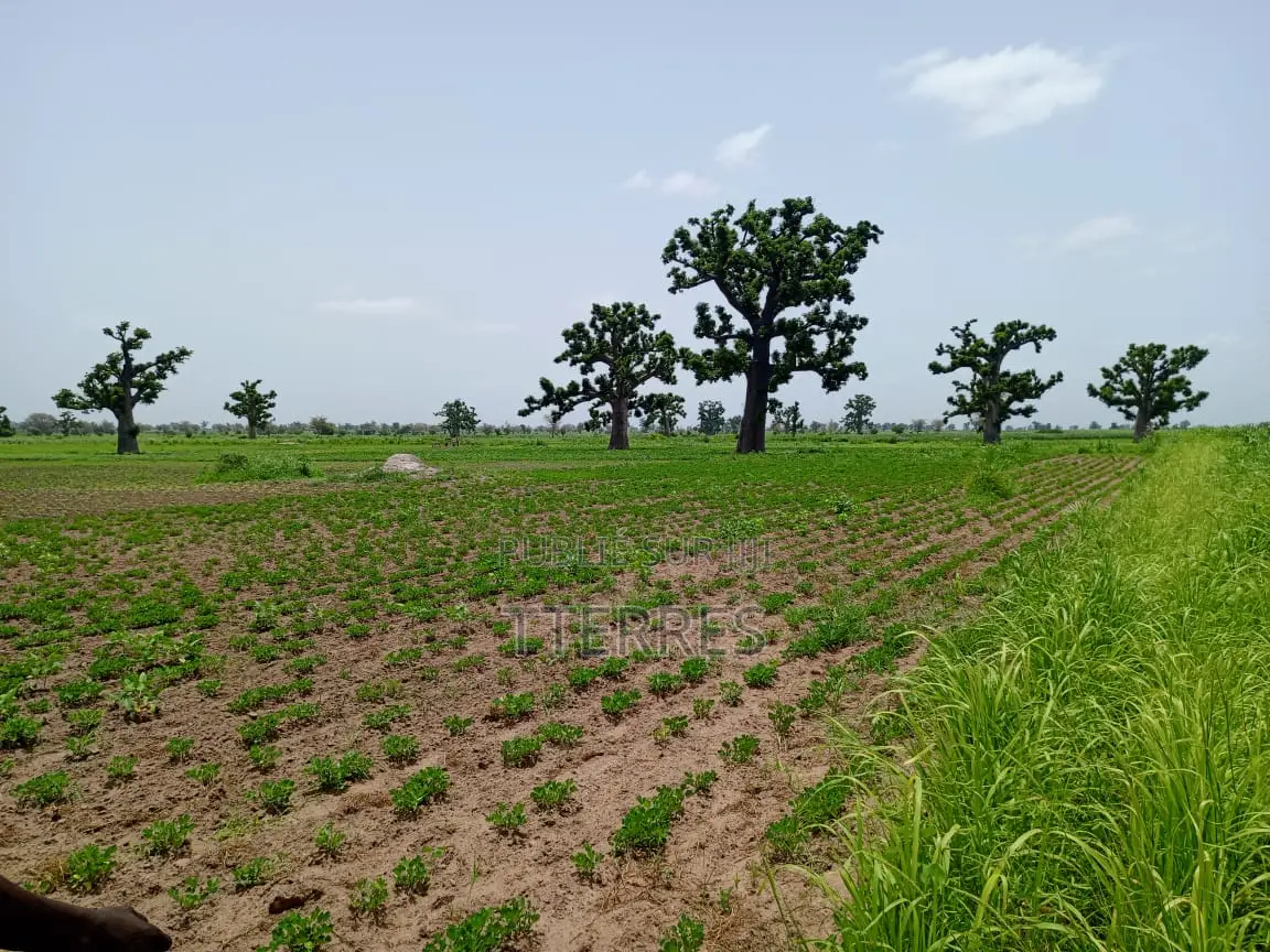 3,04 Hectares Vers Guélor De Tassette - Thies