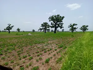 3,04 Hectares Vers Guélor De Tassette - Thies