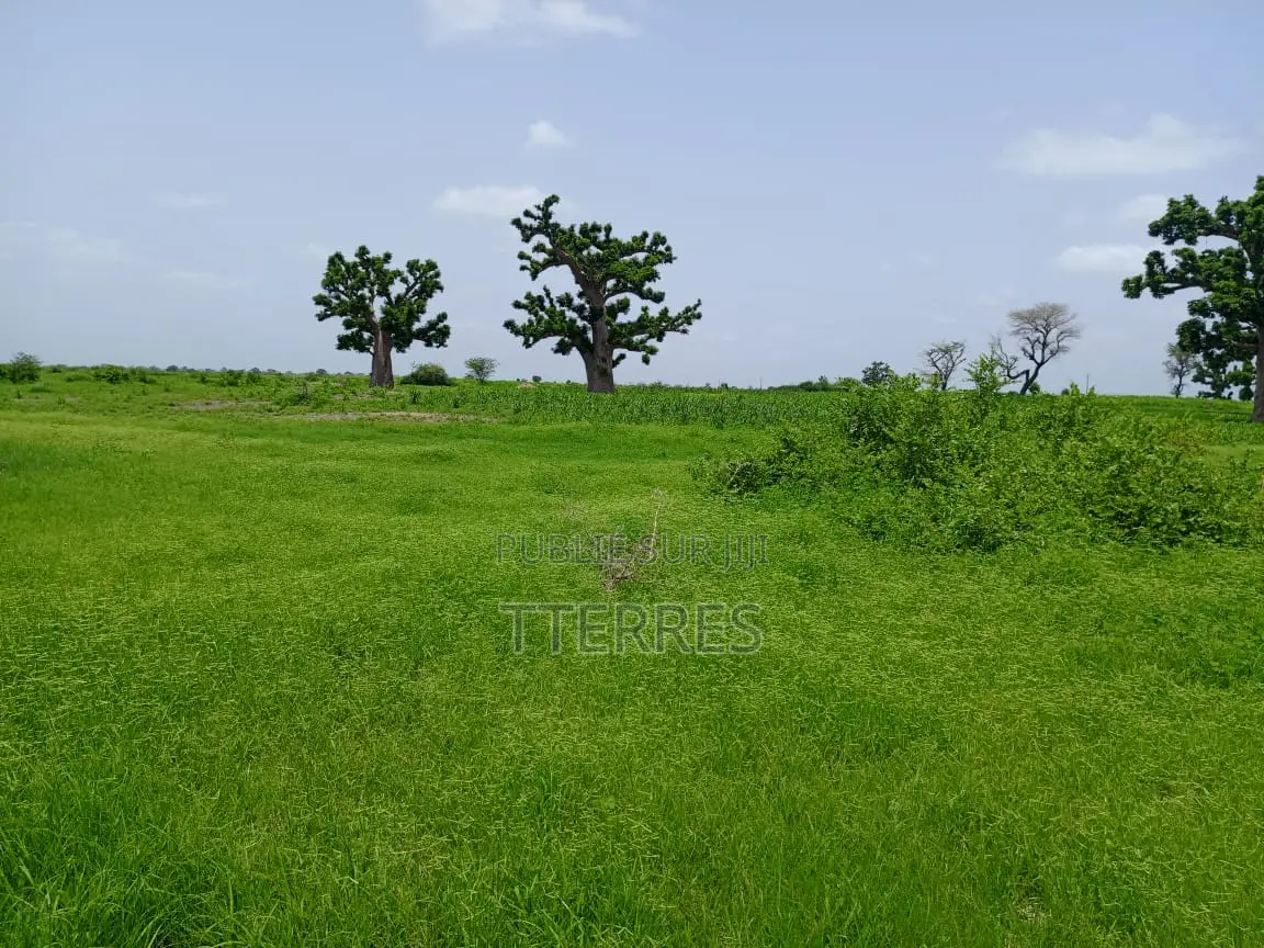 3,04 Hectares Vers Guélor De Tassette - Thies