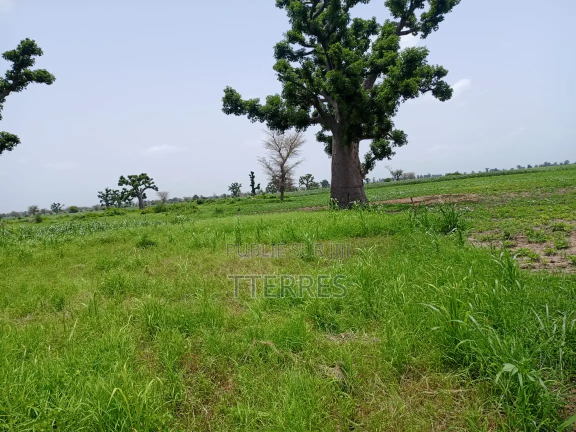 3,04 Hectares Vers Guélor De Tassette - Thies