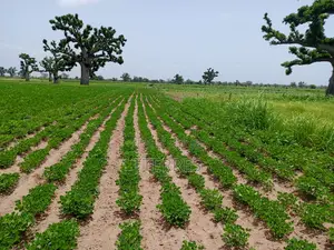 3,04 Hectares Vers Guélor De Tassette - Thies
