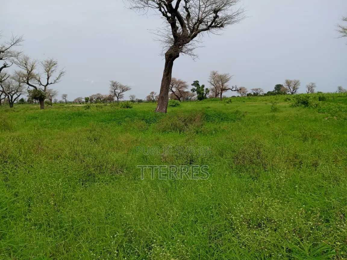 2,18 Hectares De Terre Agricole Vers Ndiaganiao - Mbour