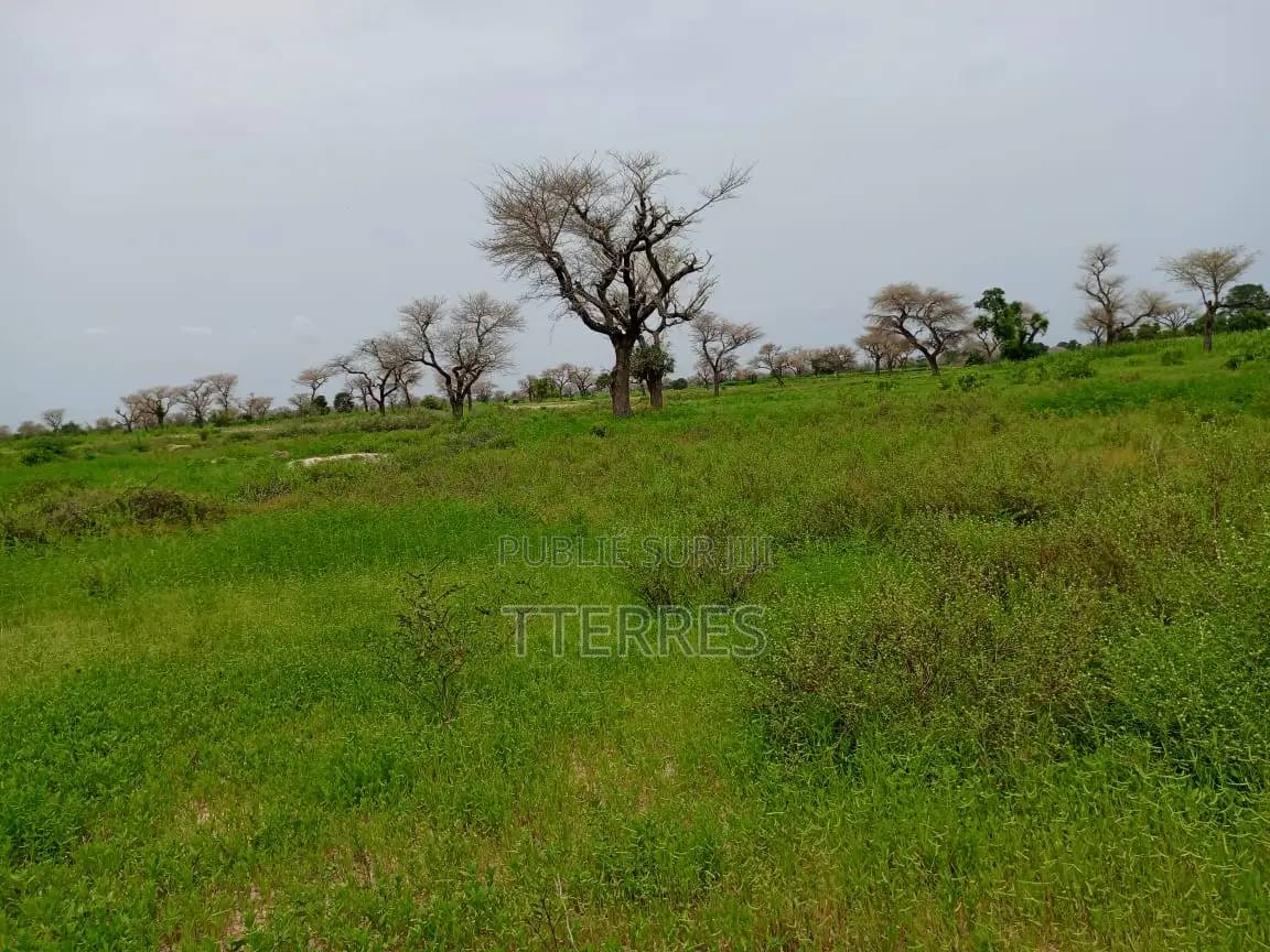 2,18 Hectares De Terre Agricole Vers Ndiaganiao - Mbour