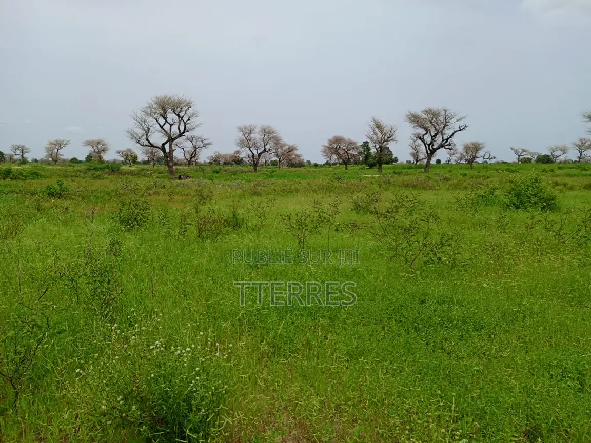 2,18 Hectares De Terre Agricole Vers Ndiaganiao - Mbour