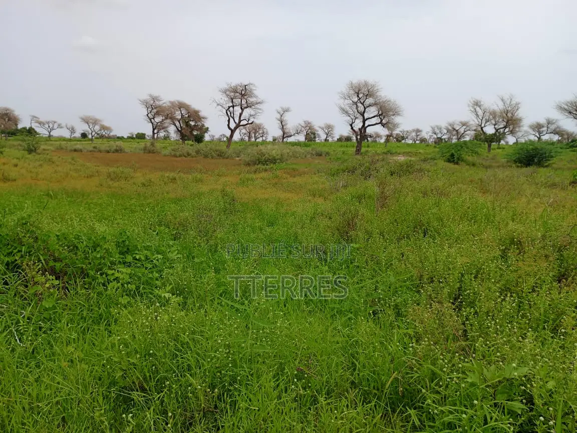 2,18 Hectares De Terre Agricole Vers Ndiaganiao - Mbour
