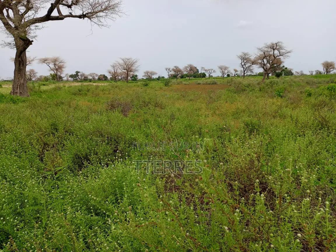 2,18 Hectares De Terre Agricole Vers Ndiaganiao - Mbour