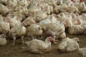 Poulets De Chair