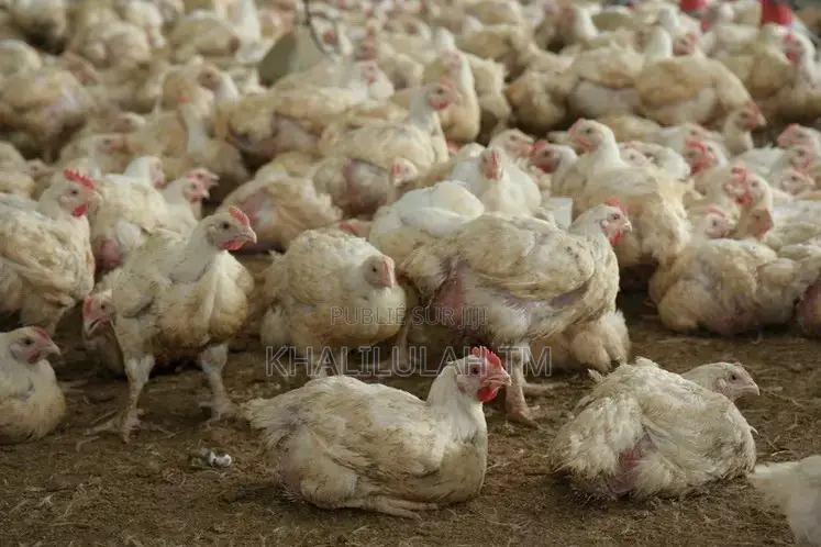 Poulets De Chair