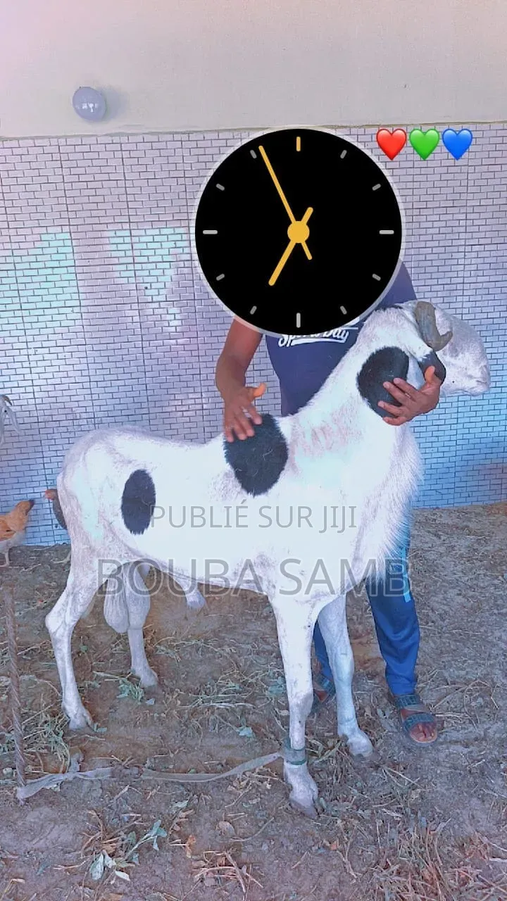Mouton Ladoum