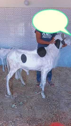 Mouton Ladoum