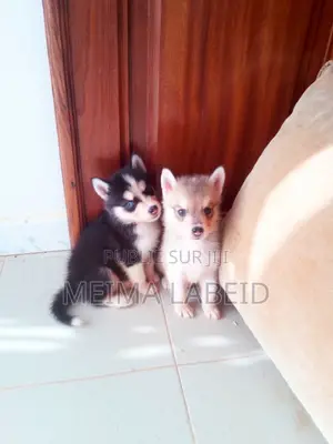 1-3 mois Homme Pure race Siberian Husky