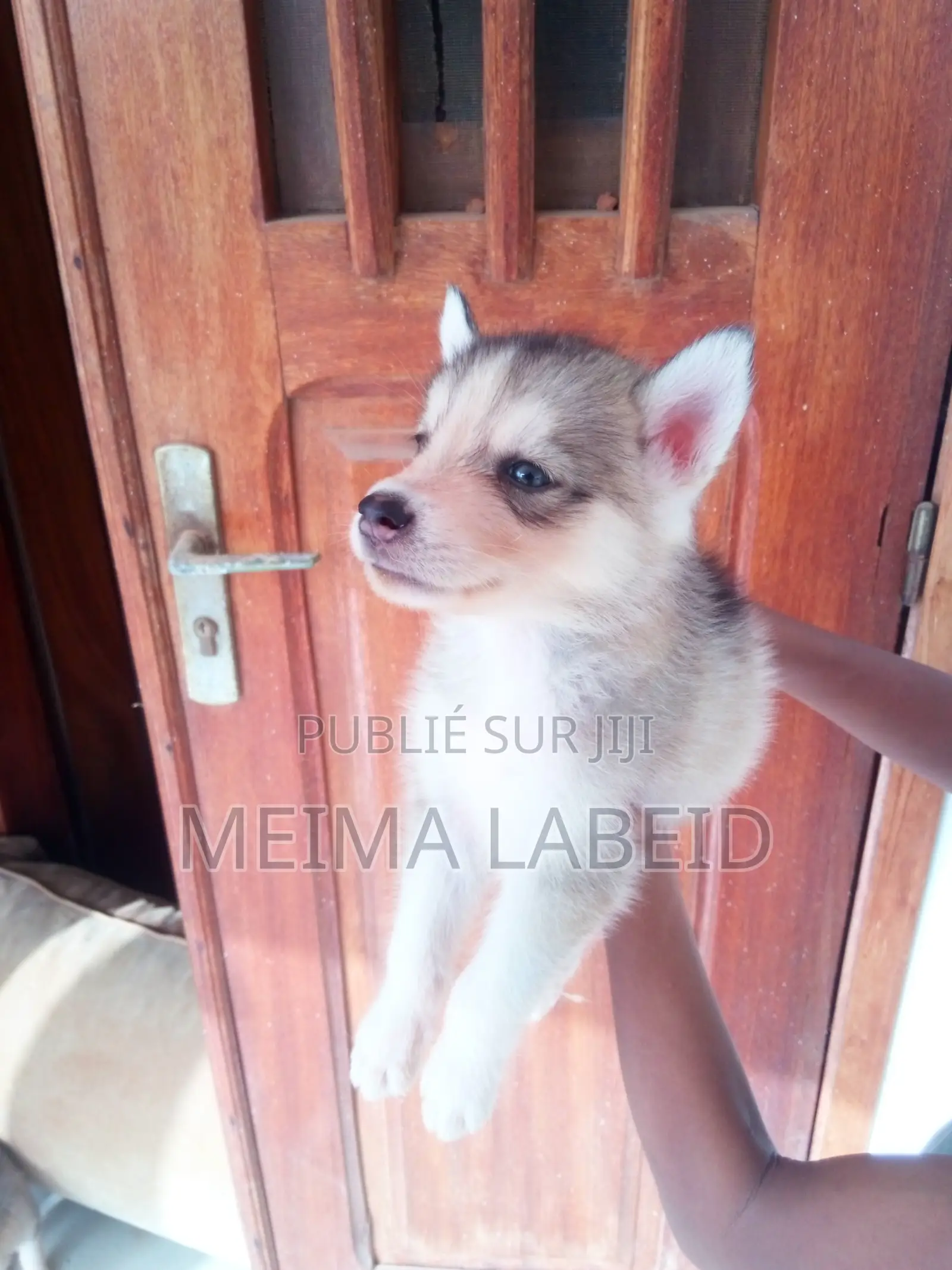 1-3 mois Homme Pure race Siberian Husky