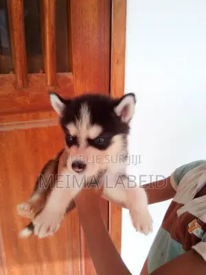 1-3 mois Homme Pure race Siberian Husky