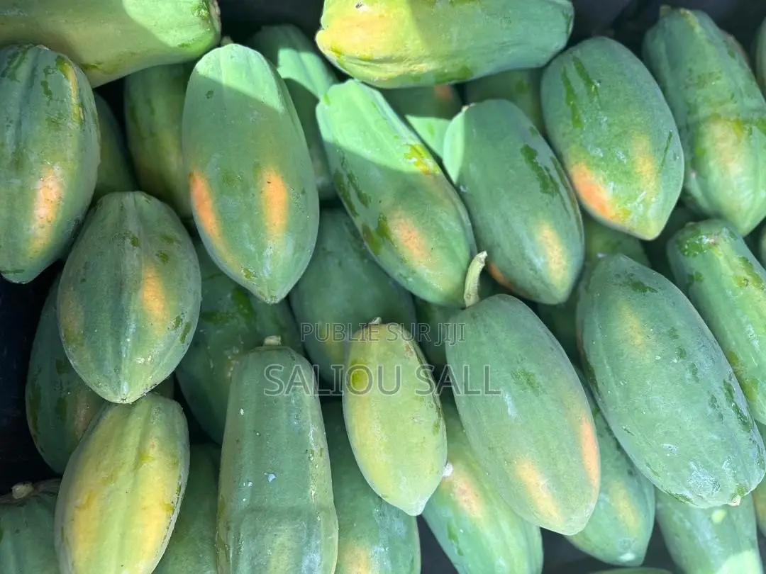Pepinieres Papaye Vega F1