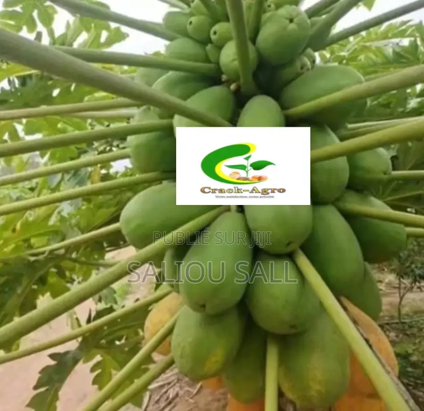 Pepinieres Papaye Vega F1