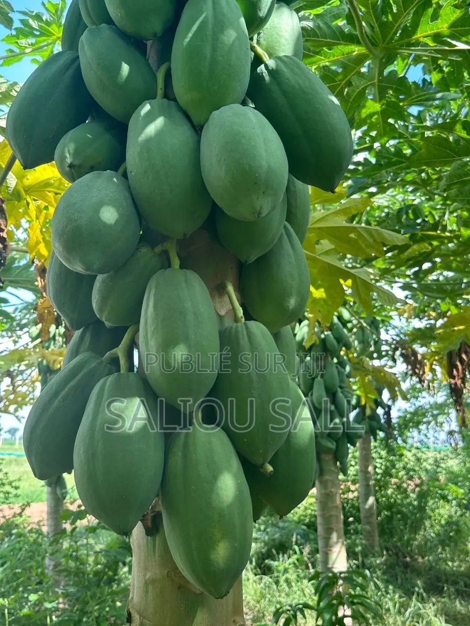 Pepinieres Papaye Vega F1