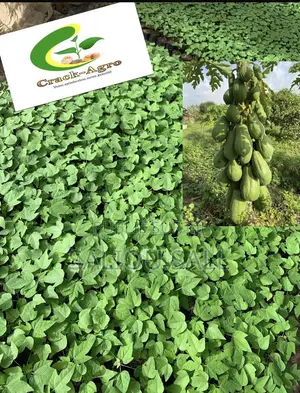 Pepinieres Papaye Vega F1