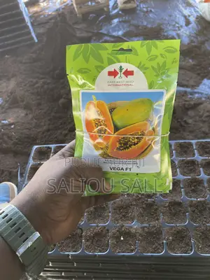 Pepinieres Papaye Vega F1