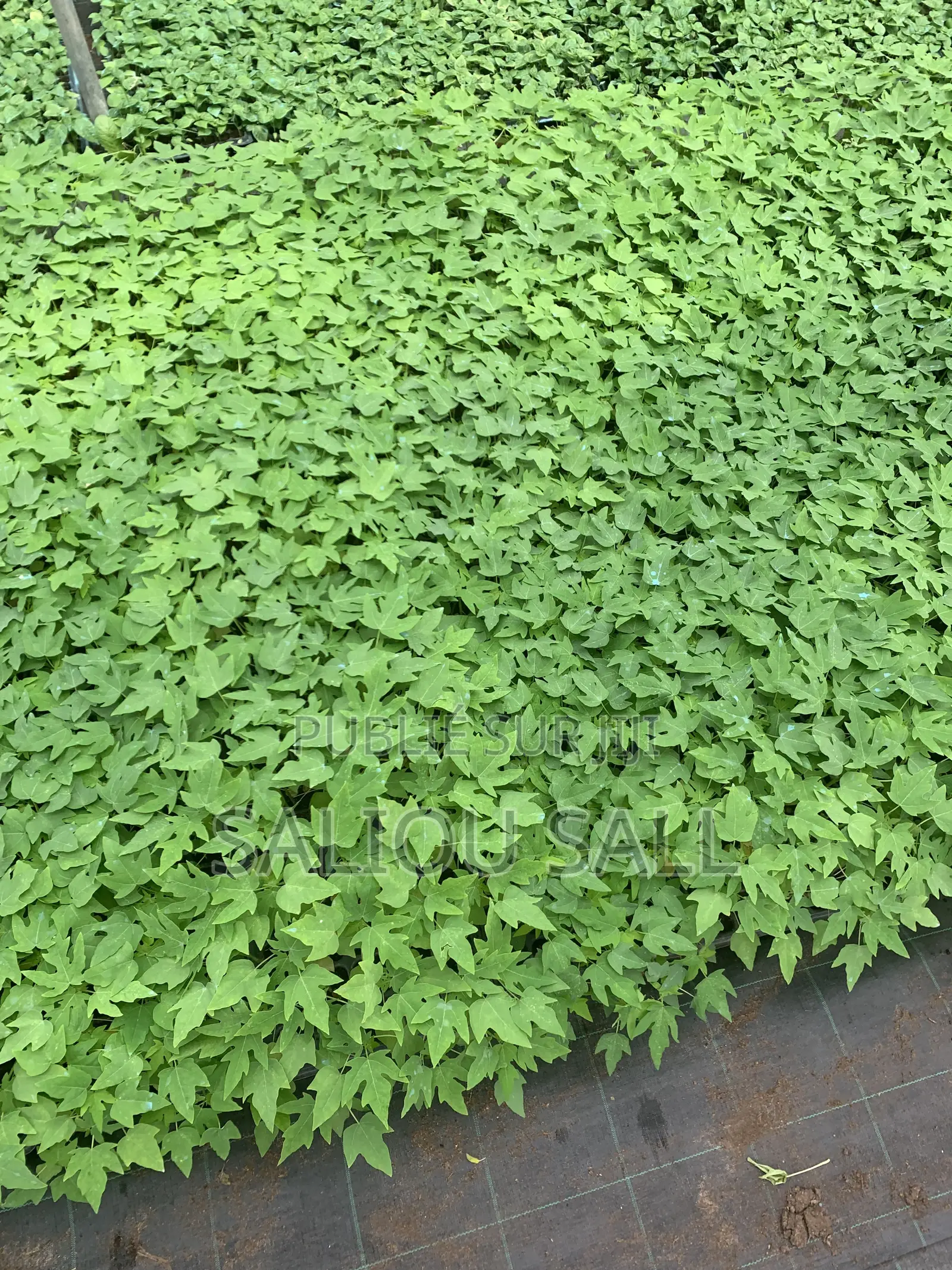 Pepinieres Papaye Vega F1