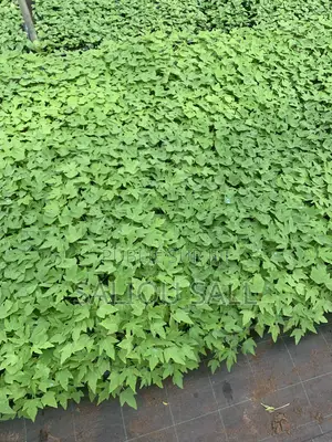 Pepinieres Papaye Vega F1