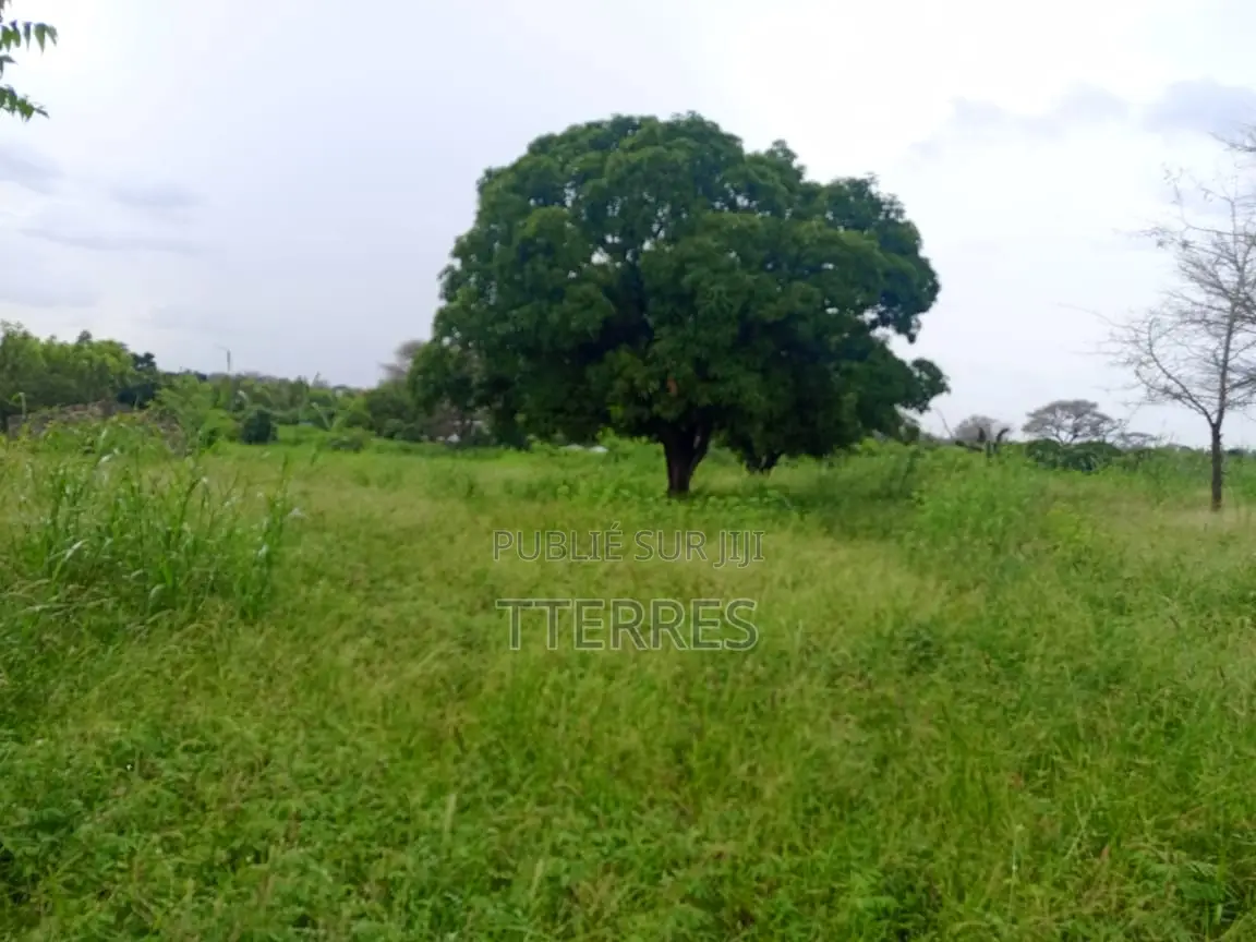 Location d'Une Ferme De 1 Hectare Vers Cherif Lo - Tivaouane