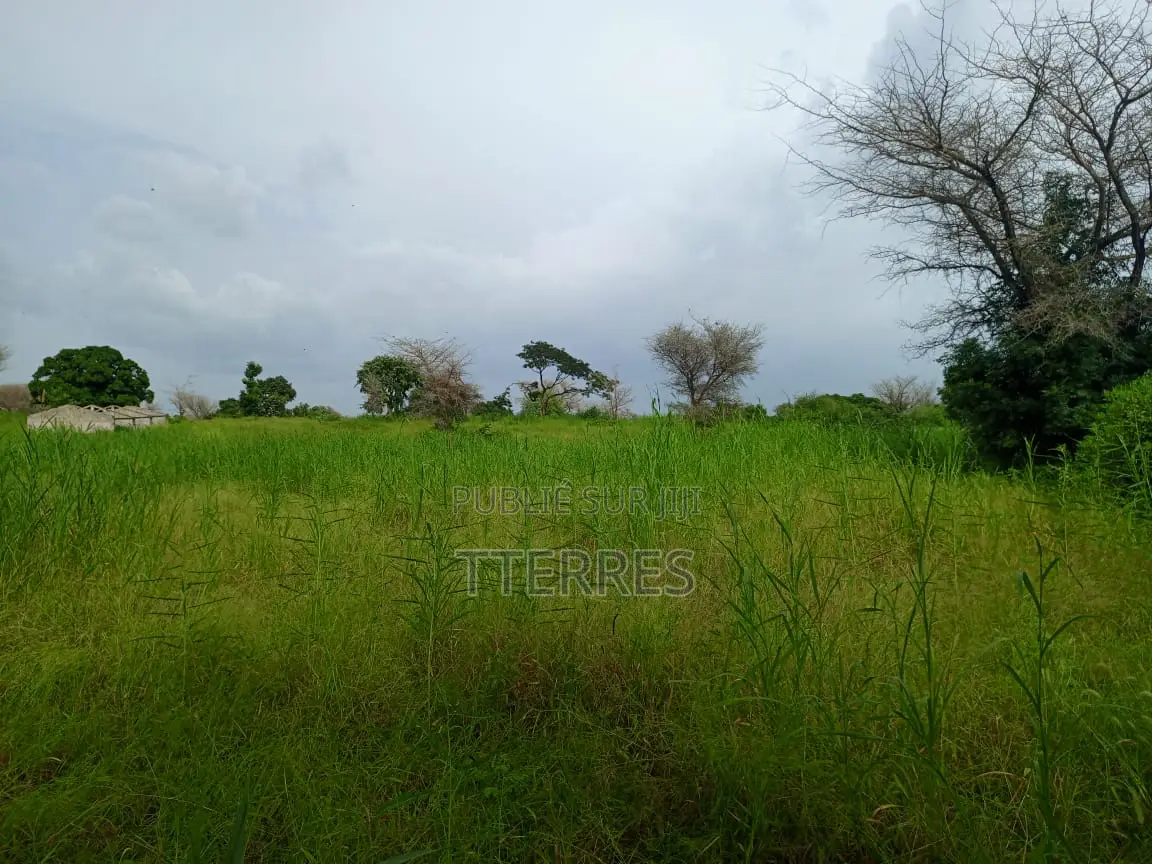 Location d'Une Ferme De 1 Hectare Vers Cherif Lo - Tivaouane
