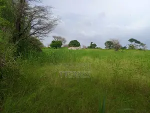 Location d'Une Ferme De 1 Hectare Vers Cherif Lo - Tivaouane