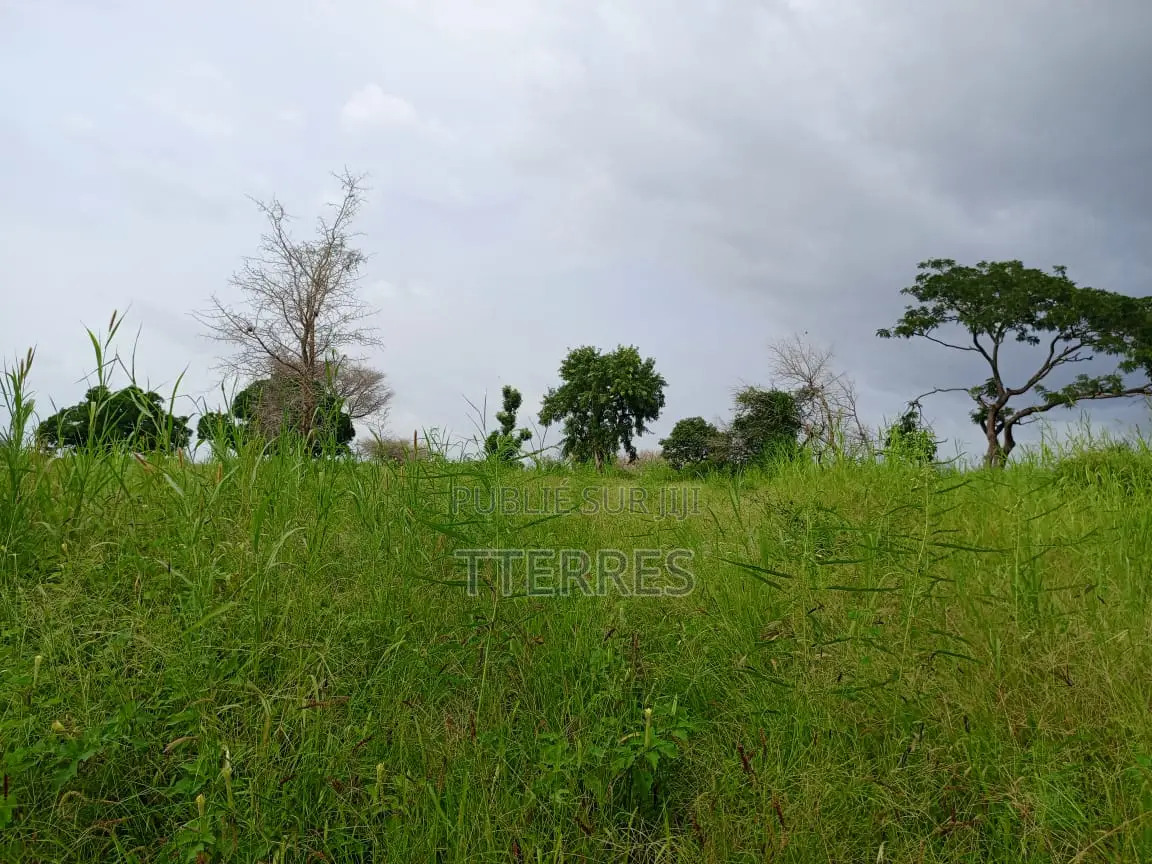 Location d'Une Ferme De 1 Hectare Vers Cherif Lo - Tivaouane