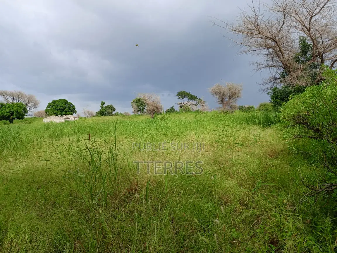 Location d'Une Ferme De 1 Hectare Vers Cherif Lo - Tivaouane