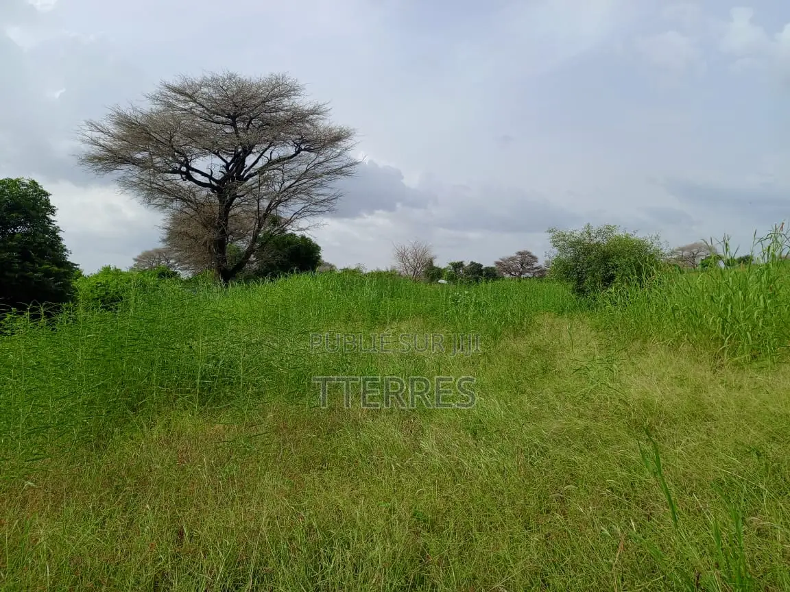Location d'Une Ferme De 1 Hectare Vers Cherif Lo - Tivaouane