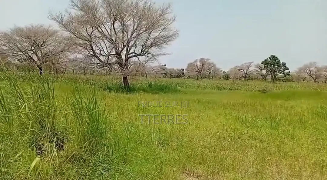 5 Hectares De Terre Agricole Vers Touba Toul - Thiès