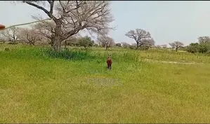 5 Hectares De Terre Agricole Vers Touba Toul - Thiès