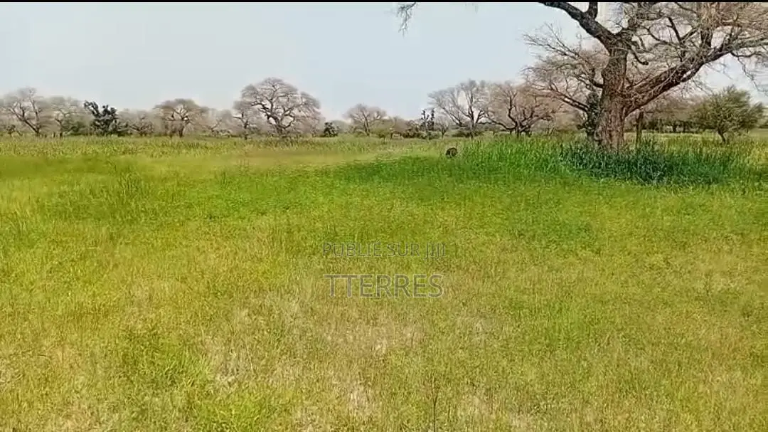 5 Hectares De Terre Agricole Vers Touba Toul - Thiès
