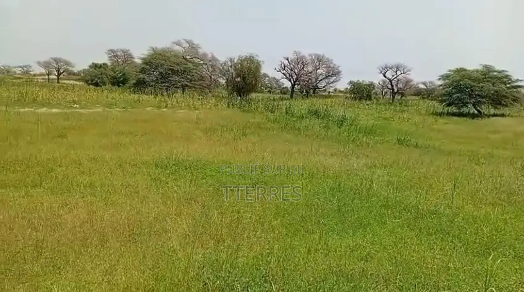 5 Hectares De Terre Agricole Vers Touba Toul - Thiès