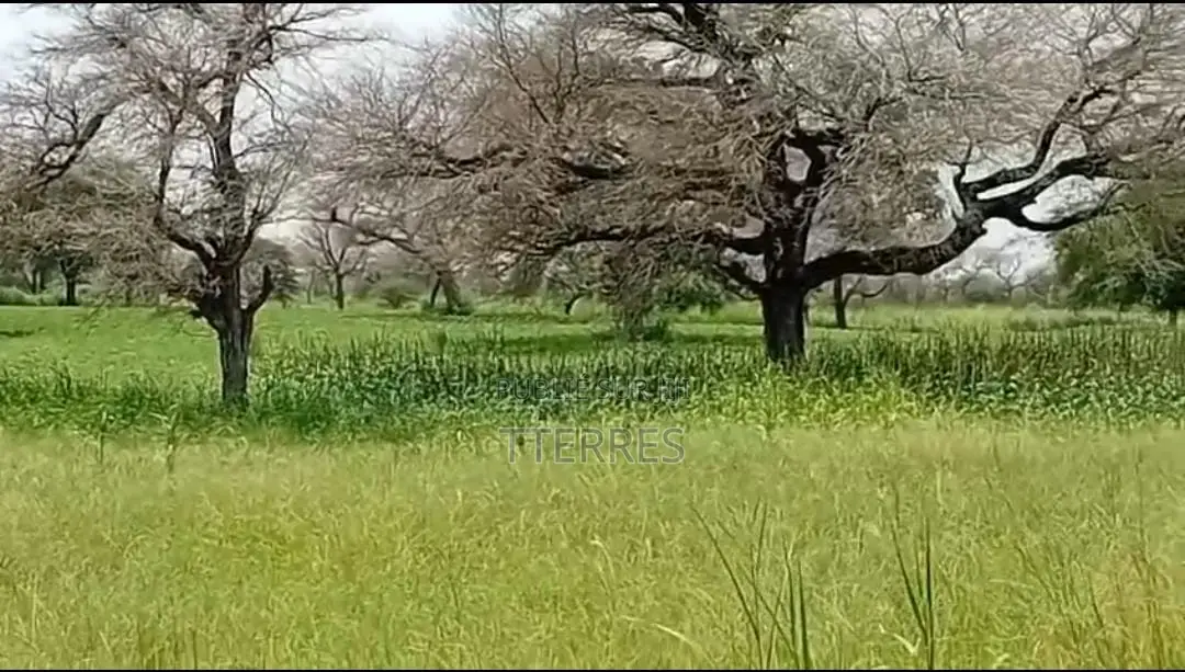5 Hectares De Terre Agricole Vers Touba Toul - Thiès