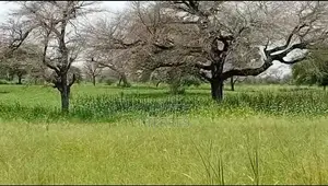 5 Hectares De Terre Agricole Vers Touba Toul - Thiès