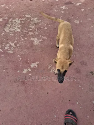 1-3 mois Homme Race mixte Belgian Malinois