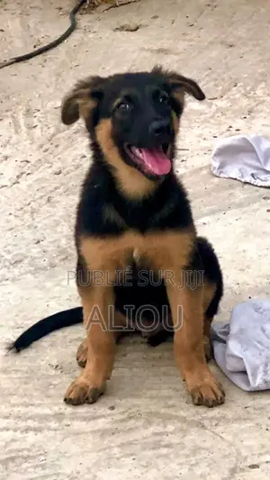 1-3 mois Homme Pure race German Shepherd