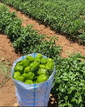 Verger Clé en Main De 9 Ha Avec Forage, Serre Vers Keur Moussa - Thiès