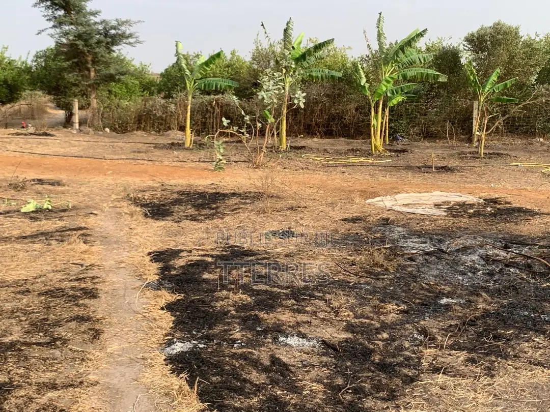 Verger Clé en Main De 9 Ha Avec Forage, Serre Vers Keur Moussa - Thiès