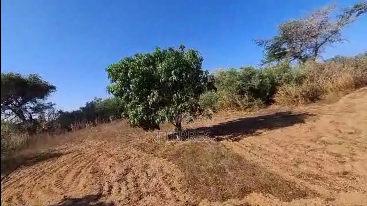 Verger De 3,5 Hectares Vers Mont Rolland - Thiès